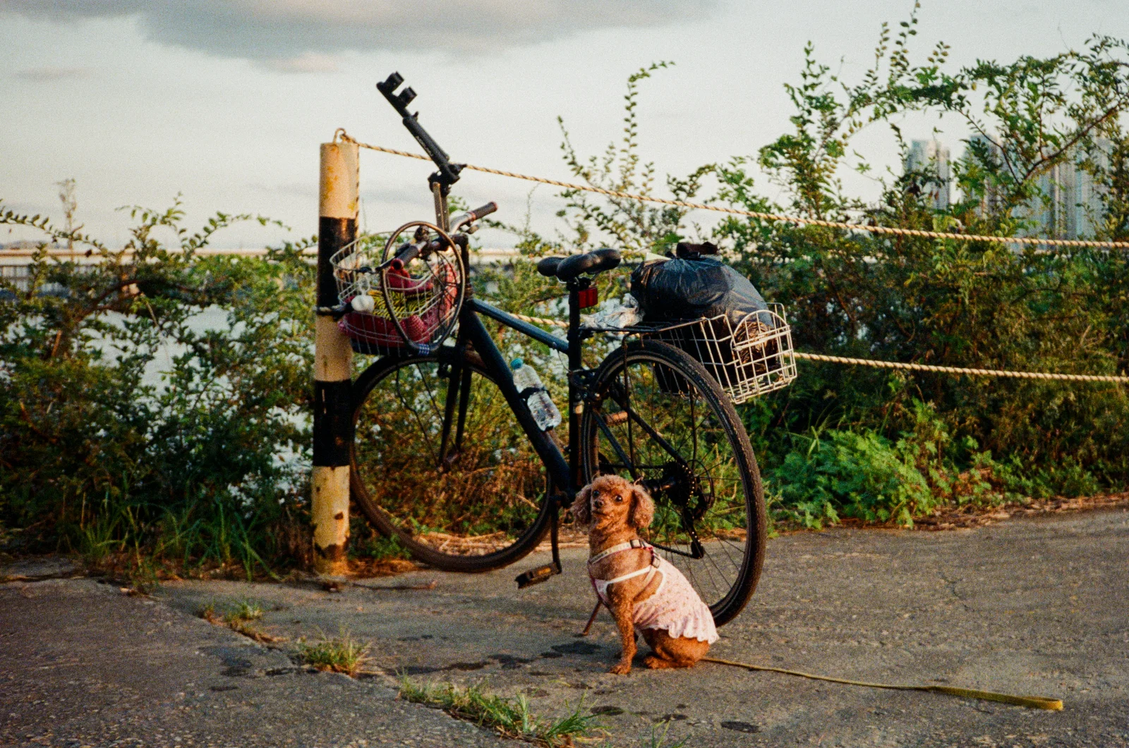 Waiting patiently by the bicycle