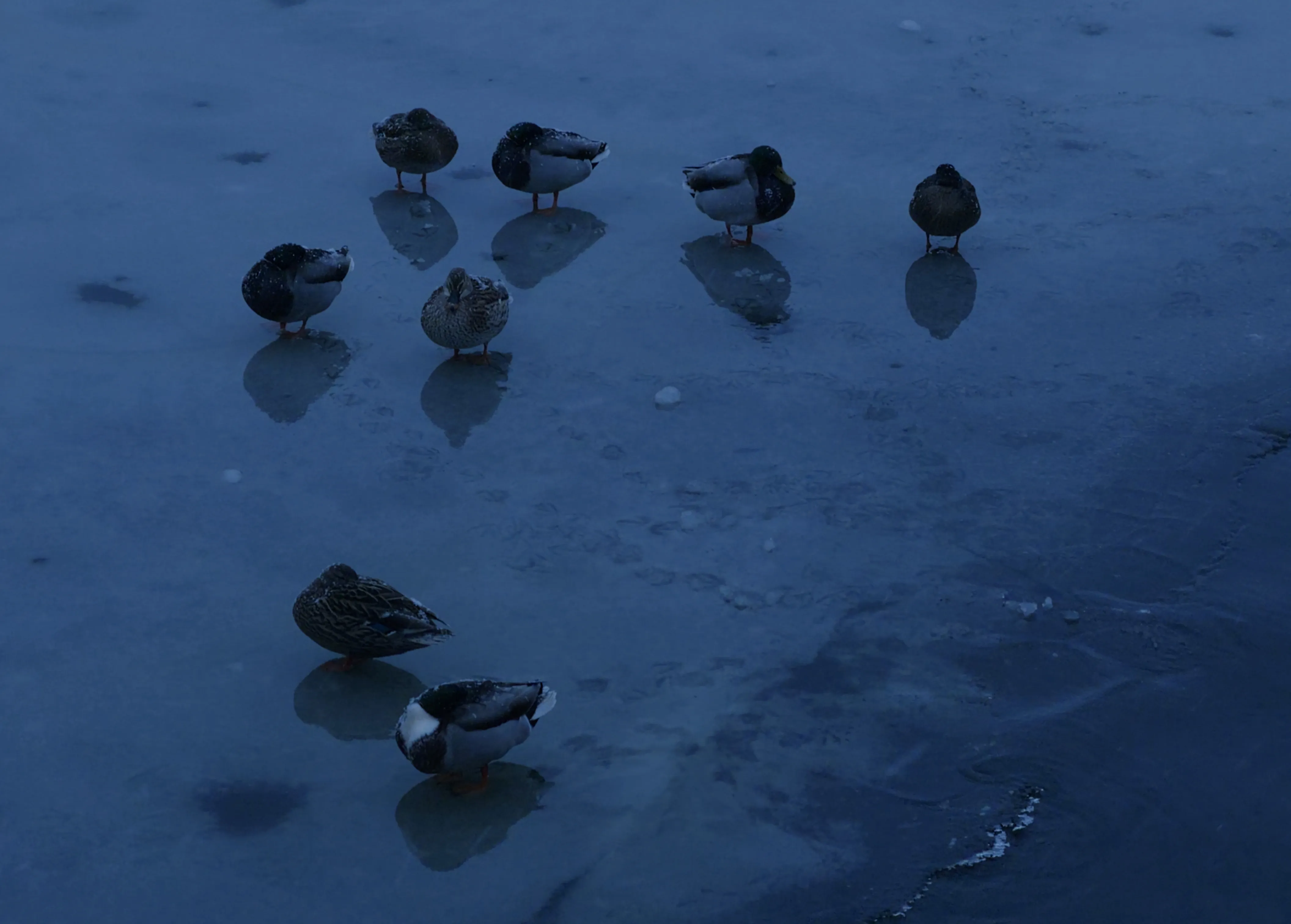Still from winter-in-amsterdam