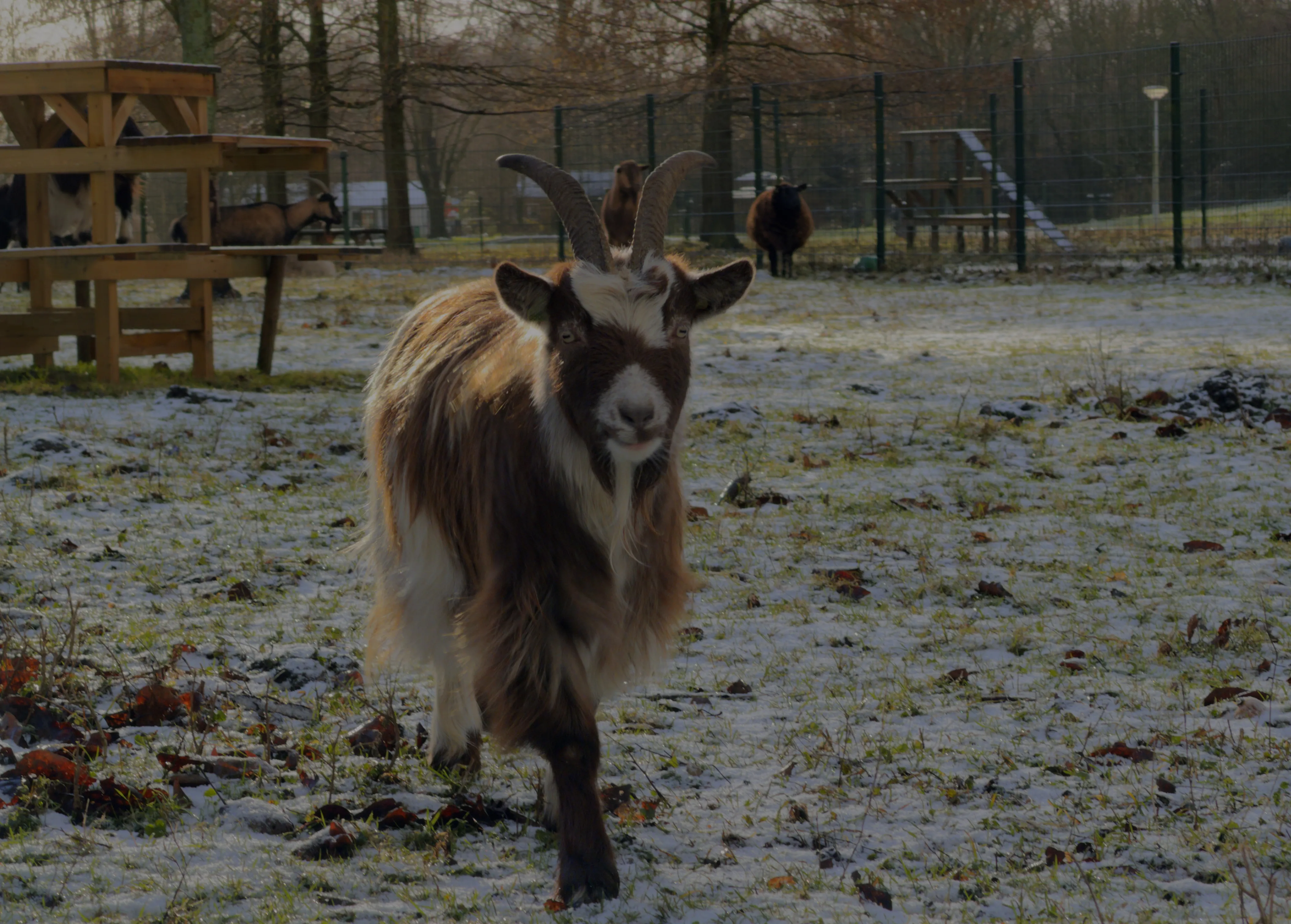 Still from winter-in-amsterdam